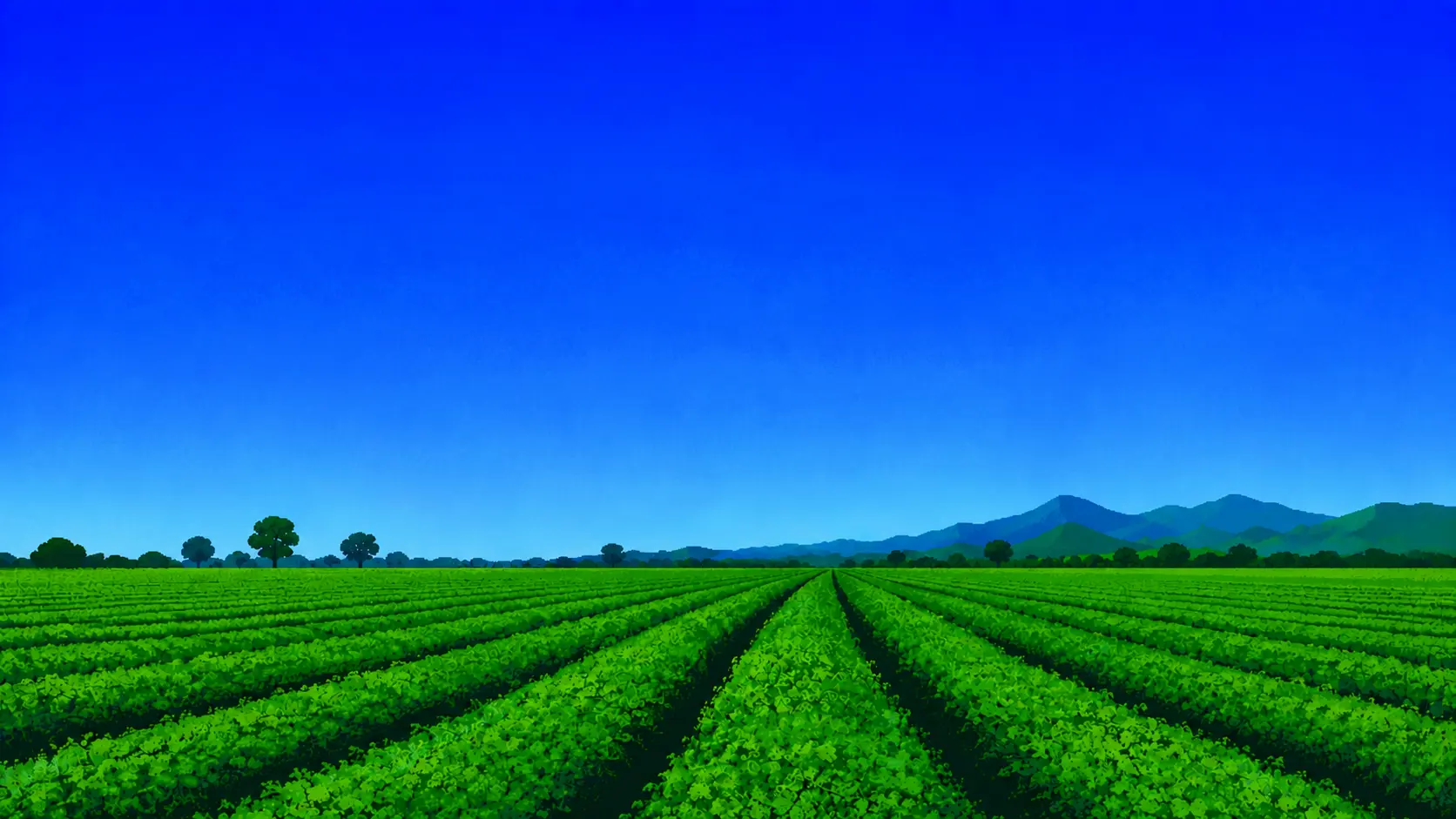 Campo de cultivo para producción de jícama premium en Nayarit, México